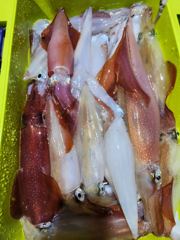 한치 먹폭탄 사진