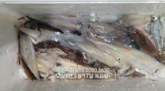 11일 한치 세자리수 먹물 폭탄 대박 한치 쿨러조황 다음주 월요일부터 예약가능 사진