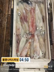 통영나이스피싱///  전원 쿨러가득 왕한치 대풍년  쓸어담으며  오늘자리여유 사진
