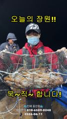 "화살촉오징어" 피딩타임~ 느나느나~ (예약가능합니다)