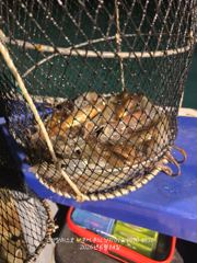 화살촉 보다 호레기가 핫 사진