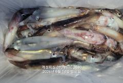 한치 세자리수 먹물 폭탄 대박 한치 쿨러조황 내일부터 예약가능  사진