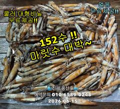 15일"화살촉오징어" 와~152수~ 느나느나~ (오늘,예약가능합니다)