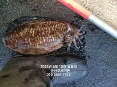 15일, 대포알 갑오징어~싸이즈 굿 ~실시간~~"야간갑오징어 오늘도 출조합니다"~군산 포세이돈호