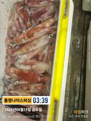 통영나이스피싱  100수이상부터 2시반 골든벨 울렸읍니다 일요일부터자리여유 사진
