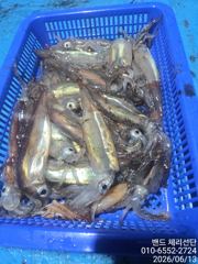 화살촉 오징어 사진