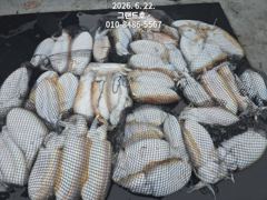 22일,묵직한 손맛~~쥑이는 타조알 갑오징어~싸이즈 굿~~내일도 갑니다~군산 그랜드호