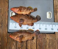 여수 백호호 하루에 대물이 55cm붉바리.53cm붉바리.49cm붉바리  와 민어 광어 농어 사진