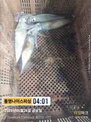 통영나이스피싱!!!  초저녁부터  쌍걸이로 먹폭탄 오늘자리여유 사진