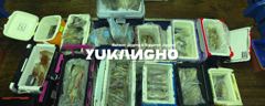 [부산 유강피싱] 유강호 부산권 한치 먹물파티~~ 사진