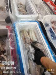 진해꾼낚시 오늘 정상출항합니다 사진