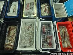 씨알좋은왕한치늦은피~~딩먹물잔치목욜손맛보려고~