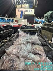 [챔피언피싱] 7월1일 입항 한치 쿨러조황~ 사진