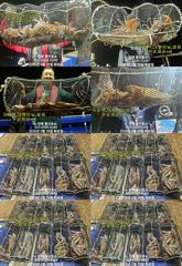 "화살촉오징어" 촉~촉~짧은피딩~(오늘,예약가능합니다)