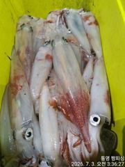 ((왕대포한치))남쪽에는 밤새따박따박 서쪽에는 폭풍입질 오늘 폭풍입질(예약가능  사진