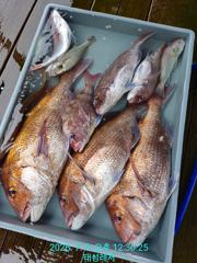 [통영 선외기 태성레저]참돔 꼬라박기 71/69/65외 조황 사진