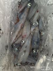 거제 뉴새바다호 한치다녀  왔습니다  오늘 예약가능합니다 사진