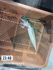 통영나이스피싱!!!  왕한치. 고등어 쿨러가득. 내일자리여유. 토요일 삼천포 전투문어 몇자리여유 사진