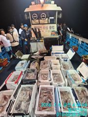 [챔피언피싱] 7.6일 한치 입항 쿨러조황  사진