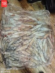 7월 7일 몰디브 한치 조황 사진
