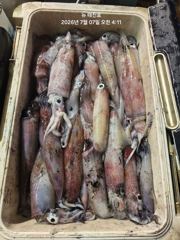 뉴 태진호  대포한치  전원초초 만쿨조황!!! 사진