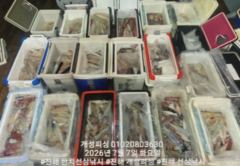 대포급 왕 한치 먹물 폭탄 세자리수 한치 쿨러조황 오늘 무조건 출항 자리여유 사진