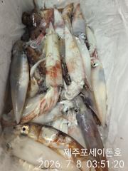 7월7일 제주포세이돈호 한치조황 입니다  사진