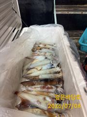 [제주 깊은바당호] 7월 7일 한치 조황입니다 사진