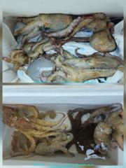 [통영 선외기 태성레저]문어 44마리/18/17/15외 조황 사진