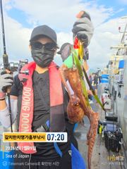 문어 대왕문어 금.토.일 오전 5시 출발 금어기끝 씨알대박 한마리 1키로 넘는넘들  사진