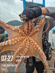 7월 10일 청신호 돌문어 조황 연속 홈런으로 마감 쿨러조황 대박일까?