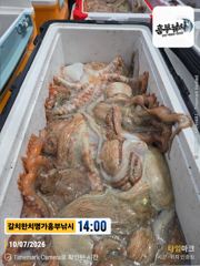 키로급돌문어 왓서 사량도 문어어장  사이 바글바글 일욜도 가자가자  오전5시 사진
