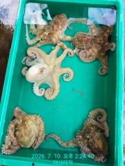 [통영 선외기 태성레저]문어 30/21/21/19외 (10일.11일) 조황 사진