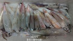 한치한치 목요일부터 나가요~~자리~ 사진