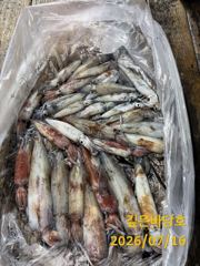 [제주 깊은바당호] 7월 15일 한치 조황입니다 사진