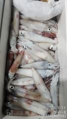 밤바다가 들썩! 한치 러시 시작 사진