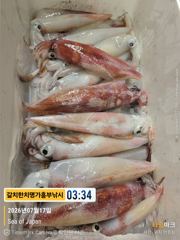 토욜남해안비 없습니다 한치 대포급으로 퍼담으실분 모집중 17일 입항조황 사진