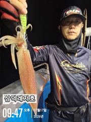 [한치] 대,중,소 마리수로 (토,일,출항합니다)