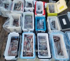 대포급 먹물 폭탄 한치 조항, 오늘 무조건 출항!! 사진
