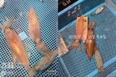 통영 수 은 호 <<>> 한치 조황입니다 한치 잘 올라옵니다 내일 토요일 자리여유 있습니다 (10단 다단,오모리채비 가능) 예약은 3361 4231 전화주세요~ 사진
