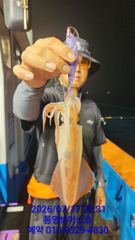 실시간  조황  한치 사진