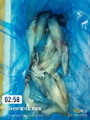 통영나이스피싱!!!  한치출조 월요일 다시 시작. 오늘 야간문어쿨러가득채워러 출발 사진