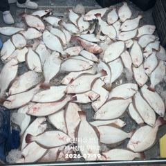 26.07.19 백사장항 무야호 다잡아 외수질 조황^^ 사진