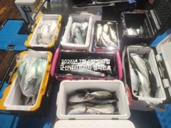 야간 왕고등어~오늘 갑니다~"싸이즈 끝내주는 고등어"~고등어,삼치,등~자료사진입니다~~군산 챔피언호