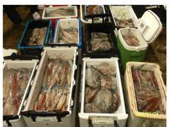 백도권 대포 한치 26일 출조 합니다 사진