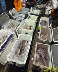 빅토리점경동호 한치조항 오늘쿨러채우러포인트 찾아갑니다. 오늘ㅈ6석여유 사진