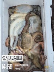 [문어]대왕문어,""쩍쩍""(토,일요일출항.자리널널합니다) 사진