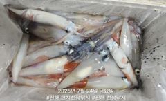 대포급 왕한치 먹물폭탄 쓸리걸이 한치 조항 오늘1자리여유 사진