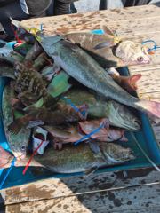 민어 조황 일부 사진