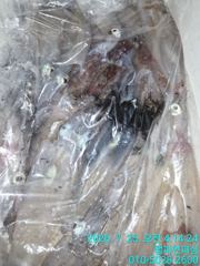 [챔피언피싱] 7.25일 한치 입항 조황~ 사진